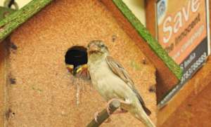 Save the innocent Sparrow Birds