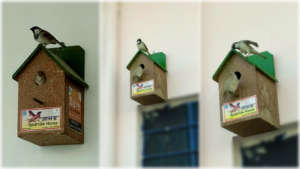 Save the innocent Sparrow Birds