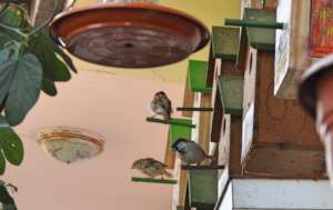 Save the sparrow