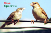 Save the innocent Sparrow Birds