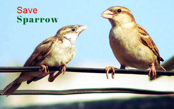 Save the innocent Sparrow Birds