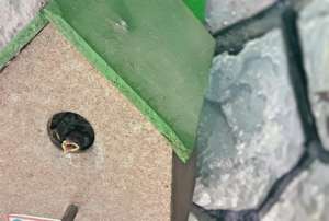 Save the innocent Sparrow Birds !!