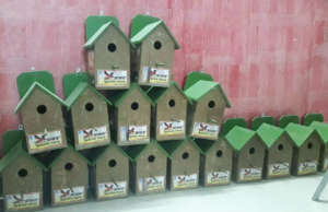 Save the innocent Sparrow Birds