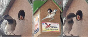 Happy Sparrow with Kids !!