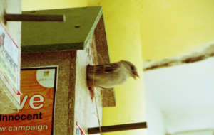 innocent Sparrow Birds