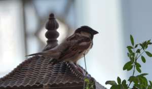 Save the innocent Sparrow Birds !!