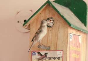 Sparrow feeding the child..
