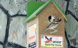 Save the innocent Sparrow Birds !!