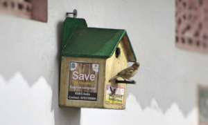 Save the innocent Sparrow Birds !!