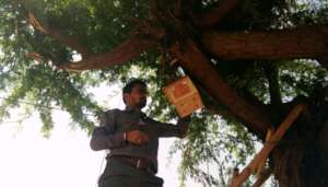 Save the innocent Sparrow Birds !!