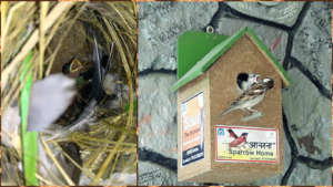 Save the innocent Sparrow Birds !!