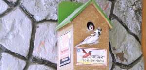 Save the innocent Sparrow Birds !!