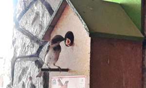 Save the innocent Sparrow Birds !!