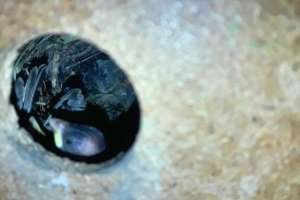 An Impact; Safe breeding of sparrow