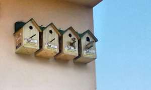 A Sparrow lover's affected by the Project !!
