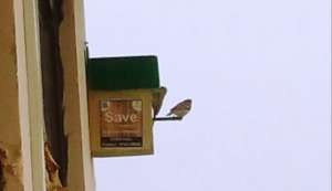 Sparrow home under the Aravalli mountain
