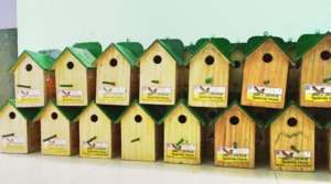 Save the innocent Sparrow Birds !!
