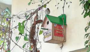 Sparrow Protection with Giving Tuesday India !!