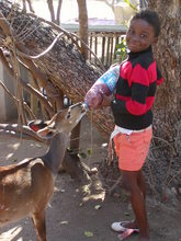 Daktari is to learn to take care of animals