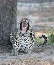 Shiloweni showing his missing canines