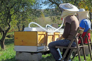 Apitherapy