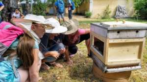 Watching the bees in special hive
