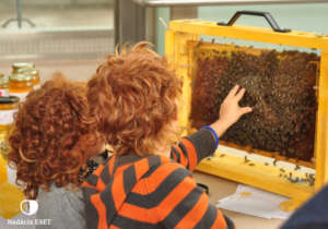 Educational programs for future beekeepers