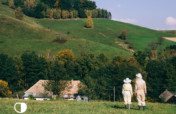 Help save bees and beekeeping in Slovakia