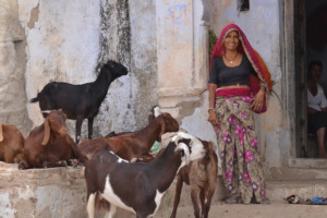 Goat rearing for better livelihood !!
