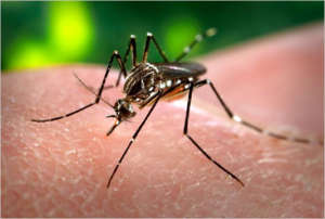 Kill Malaria, Save Human Life