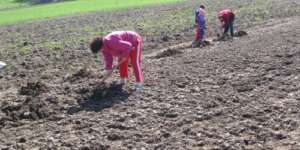 This year we started the cultivation in May