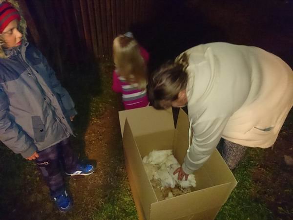 Hens for our families
