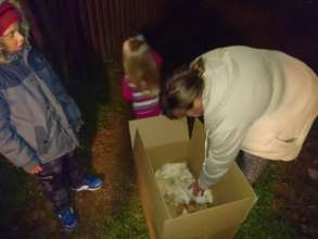 Hens for our families