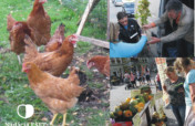 Hens and Seeds for 25 Needy Families in Slovakia