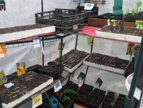 Pre-planting of vegetables & planted seeds