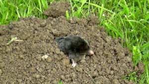 hello mole!