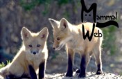 MammalWeb : Citizens Transforming Conservation