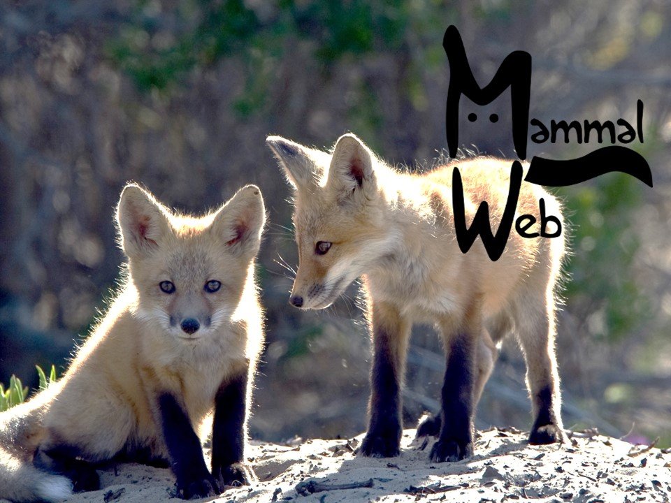 MammalWeb : Citizens Transforming Conservation