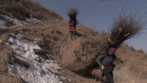 Women collecting brush to burn for cooking