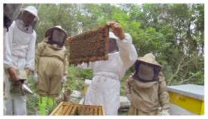 The first honey collection!