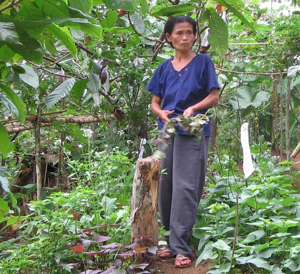 Organic Pechay