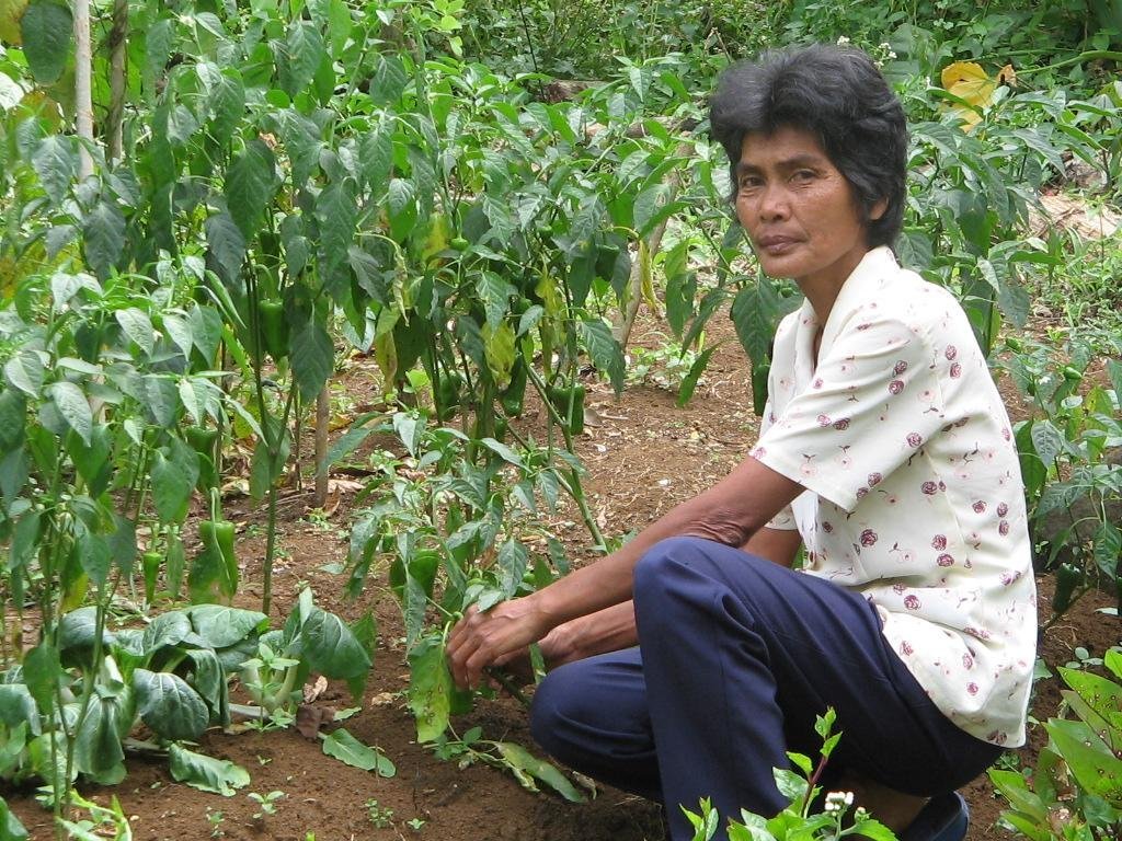 Organic Pechay