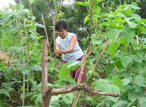 Vegetable Farming is Usually a Woman's Activity