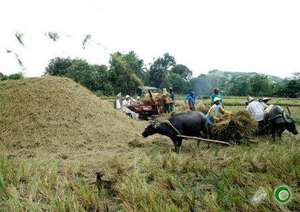Harvesting Rice