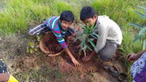 plantation2