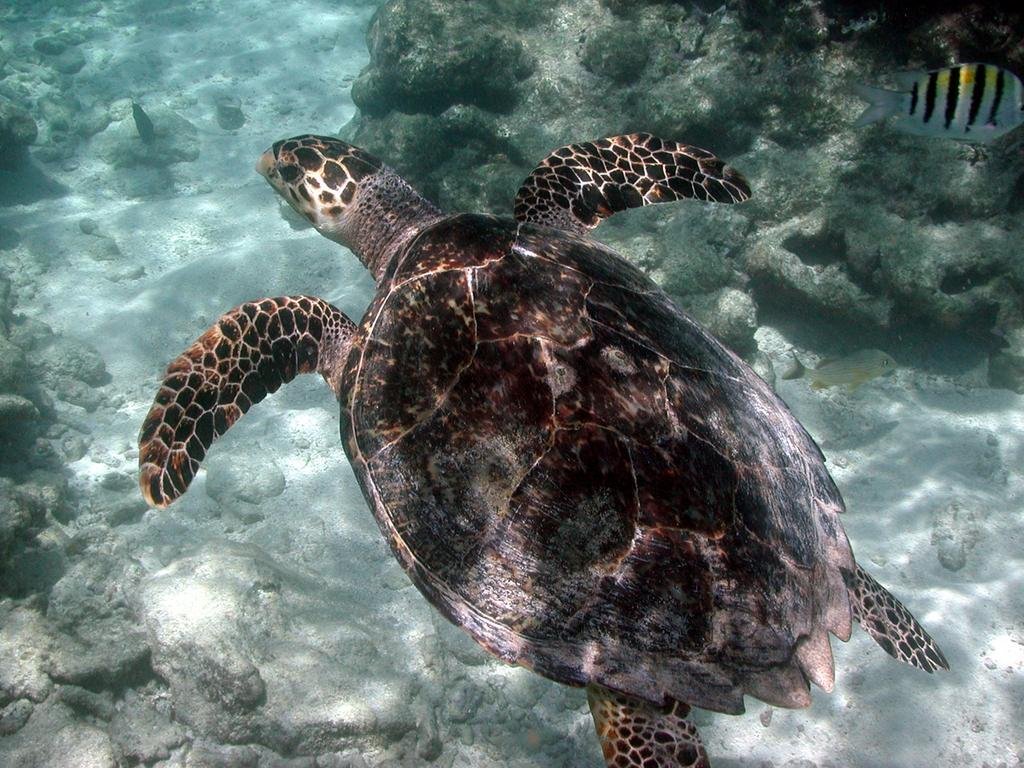 Reef Relief's Clean Water Campaign