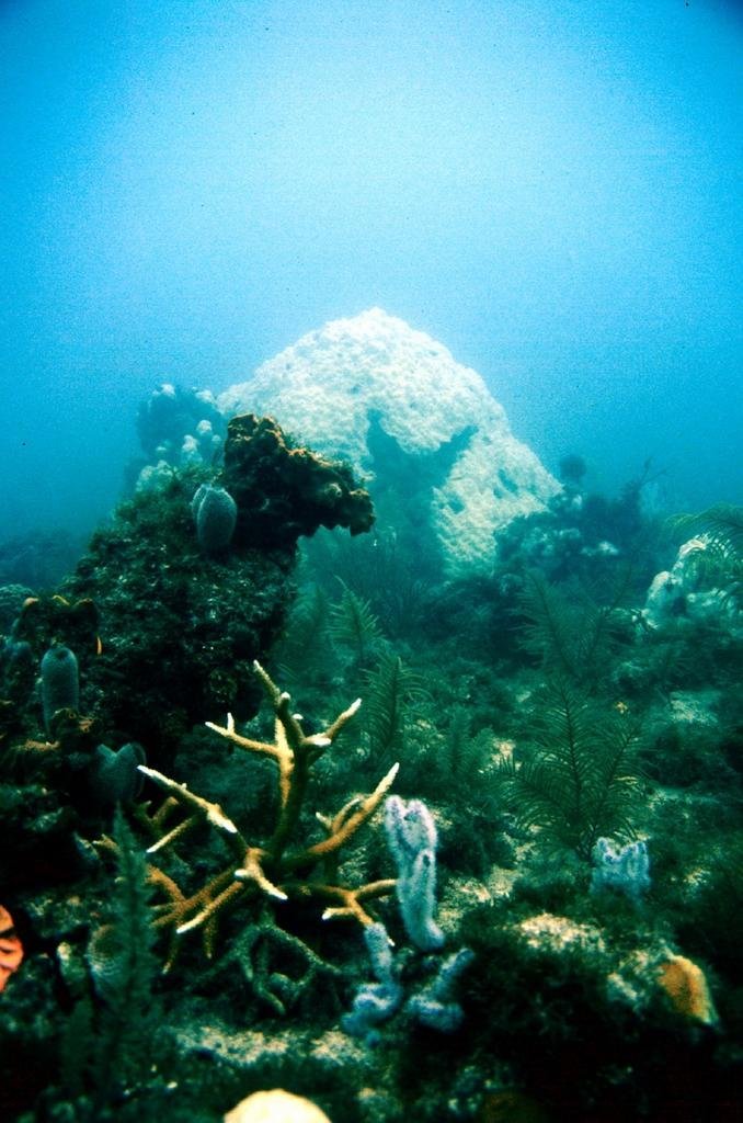 Reef Relief's Clean Water Campaign