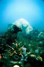 Bleached Mountainous Star Coral