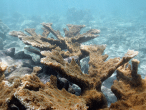 Healthy Elkhorn Coral