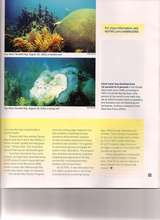 Reef Relief Coral Survey documents Reef Decline